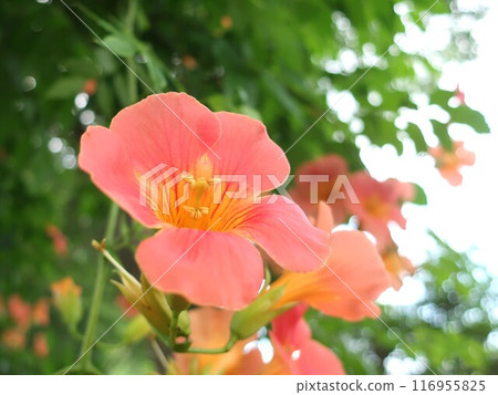 Nausuz Kazura Nausuz Kazura 116955825