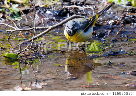 一隻美麗的黃鶺鴒(Wagtailidae)在溪流中沐浴並拍打翅膀。千葉縣市川市大町公園自然觀察園 - 2024 一隻美麗的黃鶺鴒(Wagtailidae)在溪流中沐浴並拍打翅膀。千葉縣市川市大町公園自然觀察園 - 2024 116955855