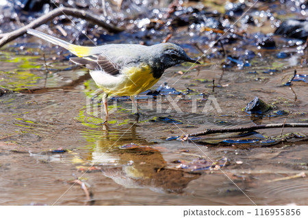 一隻美麗的黃鶺鴒（Wagtailidae）在溪流中沐浴並拍打翅膀。千葉縣市川市大町公園自然觀察園 - 2024 116955856