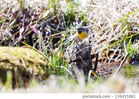 A beautiful grey wagtail (family Motacidae) bathing and flapping its wings in a stream. Omachi Park Nature Observation Garden, Ichikawa City, Chiba Prefecture - 2024 116955861