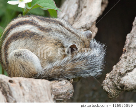 Shy Chipmunk Shy Chipmunk 116955899