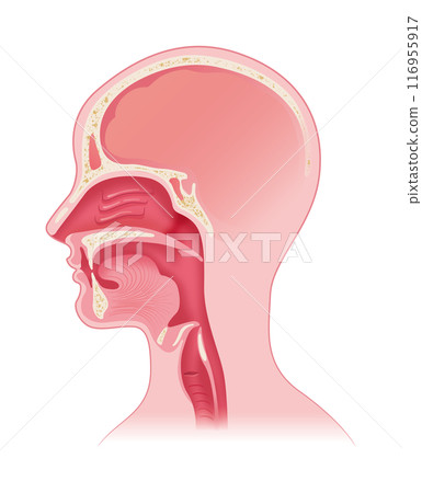 Upper airway during swallowing 116955917