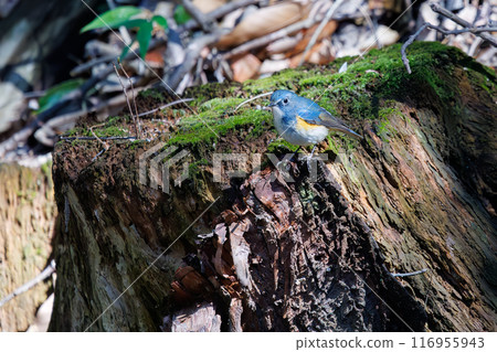 A cute bluebird of happiness, flapping its wings and taking off. Omachi Park Nature Observation Garden, Ichikawa City, Chiba Prefecture 116955943