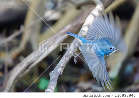 A cute bluebird of happiness, flapping its wings and taking off. Omachi Park Nature Observation Garden, Ichikawa City, Chiba Prefecture A cute bluebird of happiness, flapping its wings and taking off. Omachi Park Nature Observation Garden, Ichikawa City, Chiba Prefecture 116955945