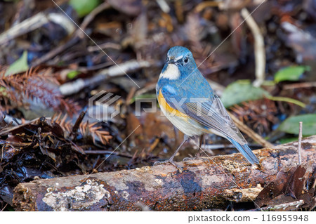 可愛的藍鶲(Flycatidae)是一種快樂的藍色小鳥,它會扇動翅膀飛走。千葉縣市川市大町公園自然觀察園 可愛的藍鶲(Flycatidae)是一種快樂的藍色小鳥,它會扇動翅膀飛走。千葉縣市川市大町公園自然觀察園 116955948