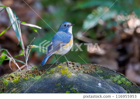 A cute bluebird of happiness, flapping its wings and taking off. Omachi Park Nature Observation Garden, Ichikawa City, Chiba Prefecture 116955953