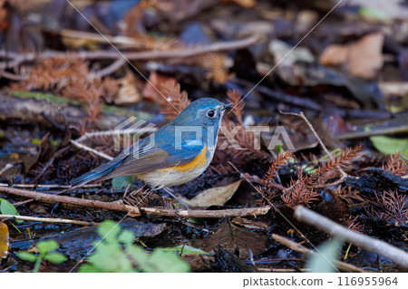 可愛的藍鶲（Flycatidae）是一種快樂的藍色小鳥，它會扇動翅膀飛走。千葉縣市川市大町公園自然觀察園 116955964