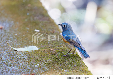 A cute bluebird of happiness, flapping its wings and taking off. Omachi Park Nature Observation Garden, Ichikawa City, Chiba Prefecture A cute bluebird of happiness, flapping its wings and taking off. Omachi Park Nature Observation Garden, Ichikawa City, Chiba Prefecture 116955971