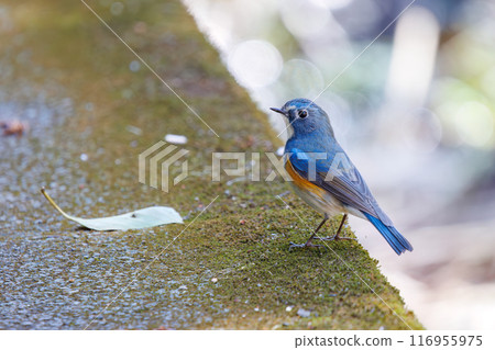 A cute bluebird of happiness, flapping its wings and taking off. Omachi Park Nature Observation Garden, Ichikawa City, Chiba Prefecture 116955975