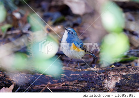 A cute bluebird of happiness, flapping its wings and taking off. Omachi Park Nature Observation Garden, Ichikawa City, Chiba Prefecture 116955985