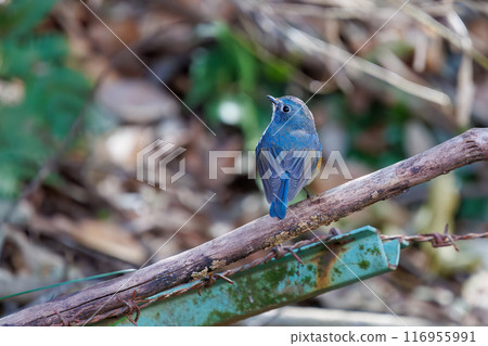 可愛的藍鶲（Flycatidae）是一種快樂的藍色小鳥，它會扇動翅膀飛走。千葉縣市川市大町公園自然觀察園 116955991