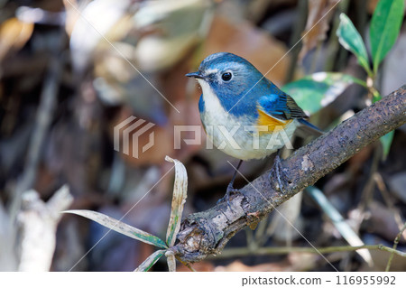 A cute bluebird of happiness, flapping its wings and taking off. Omachi Park Nature Observation Garden, Ichikawa City, Chiba Prefecture A cute bluebird of happiness, flapping its wings and taking off. Omachi Park Nature Observation Garden, Ichikawa City, Chiba Prefecture 116955992