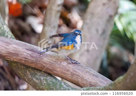 可愛的藍鶲(Flycatidae)是一種快樂的藍色小鳥,它會扇動翅膀飛走。千葉縣市川市大町公園自然觀察園 可愛的藍鶲(Flycatidae)是一種快樂的藍色小鳥,它會扇動翅膀飛走。千葉縣市川市大町公園自然觀察園 116956020