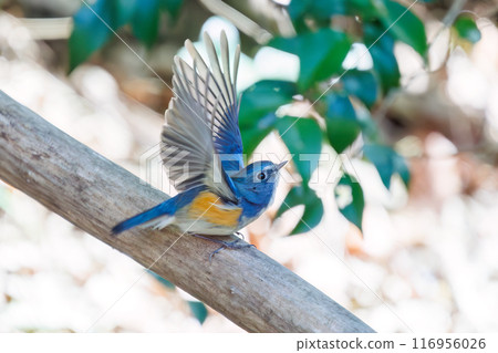可愛的藍鶲（Flycatidae）是一種快樂的藍色小鳥，它會扇動翅膀飛走。千葉縣市川市大町公園自然觀察園 116956026