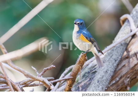 可愛的藍鶲(Flycatidae)是一種快樂的藍色小鳥,它會扇動翅膀飛走。千葉縣市川市大町公園自然觀察園 可愛的藍鶲(Flycatidae)是一種快樂的藍色小鳥,它會扇動翅膀飛走。千葉縣市川市大町公園自然觀察園 116956034