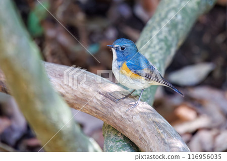 可愛的藍鶲（Flycatidae）是一種快樂的藍色小鳥，它會扇動翅膀飛走。千葉縣市川市大町公園自然觀察園 116956035