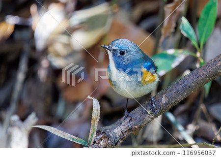 A cute bluebird of happiness, flapping its wings and taking off. Omachi Park Nature Observation Garden, Ichikawa City, Chiba Prefecture 116956037