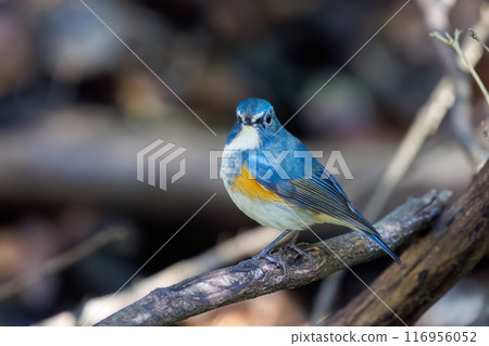 A cute bluebird of happiness, flapping its wings and taking off. Omachi Park Nature Observation Garden, Ichikawa City, Chiba Prefecture 116956052