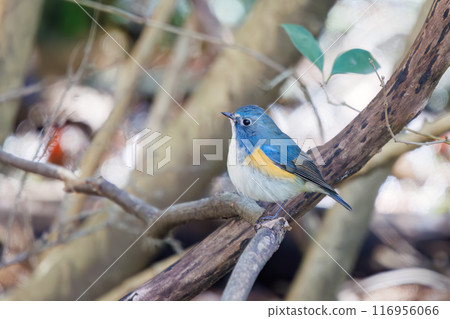 A cute bluebird of happiness, flapping its wings and taking off. Omachi Park Nature Observation Garden, Ichikawa City, Chiba Prefecture 116956066