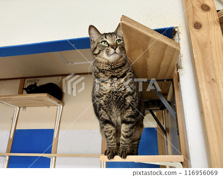 Cats playing on the catwalk 116956069