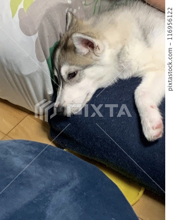 Siberian Husky Puppy Little Dog Angel Tail Angel Siberian Husky Puppy Little Dog Angel Tail Angel 116956122
