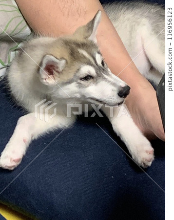 Siberian Husky Puppy Little Dog Angel Tail Angel Siberian Husky Puppy Little Dog Angel Tail Angel 116956123
