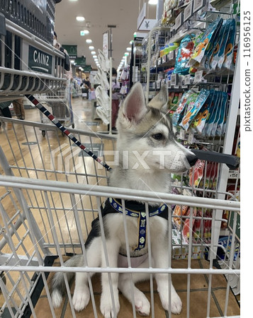 Siberian Husky Puppy Little Dog Angel Tail Angel Siberian Husky Puppy Little Dog Angel Tail Angel 116956125