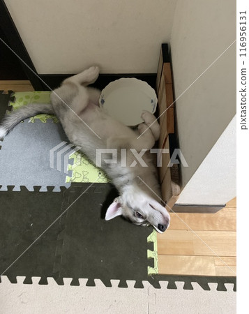 Siberian Husky Puppy Little Dog Angel Tail Angel Siberian Husky Puppy Little Dog Angel Tail Angel 116956131