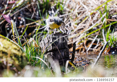 一隻美麗的黃鶺鴒(Wagtailidae)在溪流中沐浴並拍打翅膀。千葉縣市川市大町公園自然觀察園 - 2024 一隻美麗的黃鶺鴒(Wagtailidae)在溪流中沐浴並拍打翅膀。千葉縣市川市大町公園自然觀察園 - 2024 116956157
