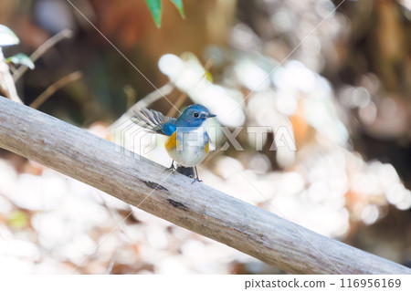 可愛的藍鶲(flycatcher)是一隻快樂的藍色小鳥,拍動翅膀飛走。千葉縣市川市大町公園自然觀察園 可愛的藍鶲(flycatcher)是一隻快樂的藍色小鳥,拍動翅膀飛走。千葉縣市川市大町公園自然觀察園 116956169
