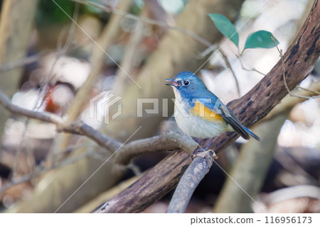 可愛的藍鶲（flycatcher）是一隻快樂的藍色小鳥，拍動翅膀飛走。千葉縣市川市大町公園自然觀察園 116956173