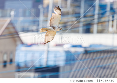 A beautiful buzzard (Accipitridae) in flight. Arakawa riverbank, Misato City, Saitama Prefecture - March 2024 116956239