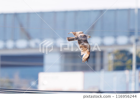 A beautiful buzzard (Accipitridae) in flight. Arakawa riverbank, Misato City, Saitama Prefecture - March 2024 116956244