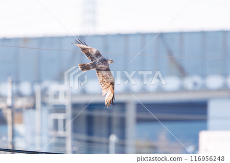 A beautiful buzzard (Accipitridae) in flight. Arakawa riverbank, Misato City, Saitama Prefecture - March 2024 116956248