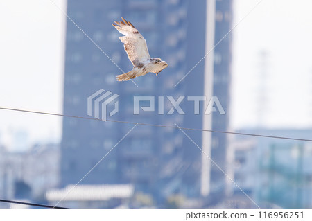 飛行中的美麗禿鷹（鷹科）。埼玉縣三鄉市荒川河床 - 2024 年 3 月 116956251