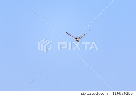 A beautiful kestrel (Falconidae) in flight. Arakawa riverbank, Misato City, Saitama Prefecture - March 2024 A beautiful kestrel (Falconidae) in flight. Arakawa riverbank, Misato City, Saitama Prefecture - March 2024 116956296