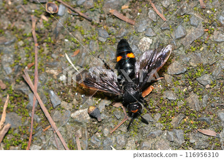 A red-striped ground wasp wandering on the ground (close-up with natural light, strobe and macro lens) 116956310