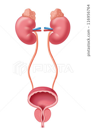 Kidney and bladder 116956764