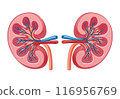 腎 116956769