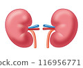 腎 116956771