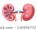 腎 116956772