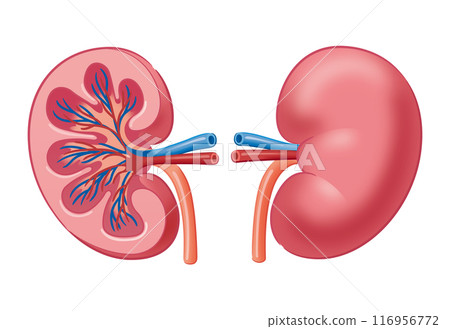kidney kidney 116956772