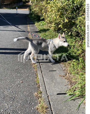Siberian Husky Puppy Little Dog Angel Tail Angel Siberian Husky Puppy Little Dog Angel Tail Angel 116956828