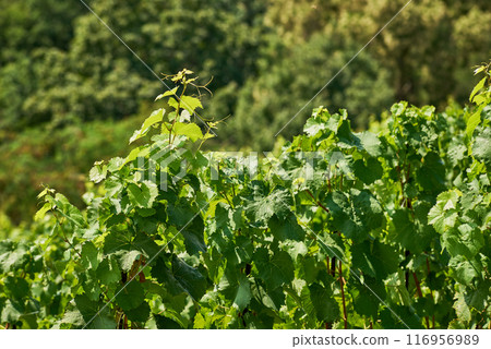 Vineyard Gazebo in Grebovka Havlickovy sady gardens in Vinohrady district in Prague, Czech Republic Vineyard Gazebo in Grebovka Havlickovy sady gardens in Vinohrady district in Prague, Czech Republic 116956989
