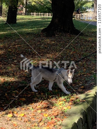 Siberian Husky puppy, too cute, an angel with a tail Siberian Husky puppy, too cute, an angel with a tail 116957103