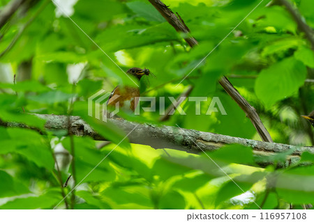 A red-throated thrush perched on a branch with food in its mouth 116957108