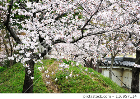 Cherry blossoms at Oguchi Castle ruins 116957114