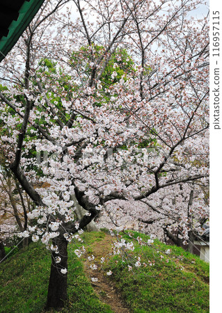 Cherry blossoms at Oguchi Castle ruins 116957115