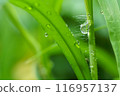 Nature dew on a green grass leaf, macro close-up photography, used for background. 116957137