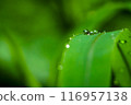 Nature dew on a green grass leaf, macro close-up photography, used for background. 116957138